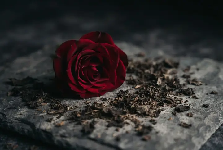 Dark dried leaves crumbled beside a single deep red rose head on a slate surface
